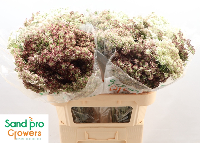 <h4>DAUCUS CAROTA DARA</h4>