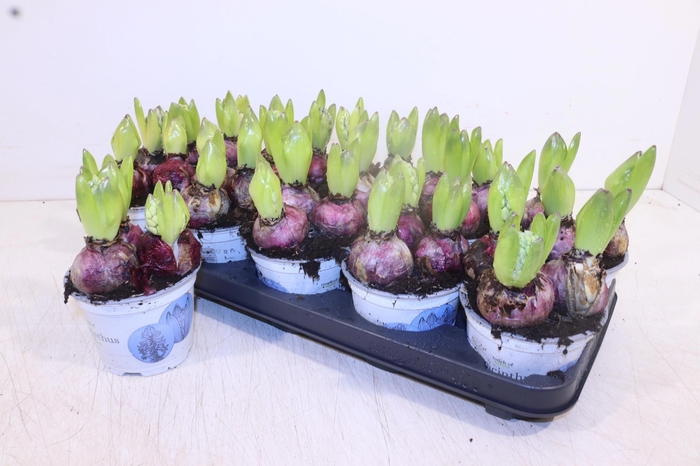 <h4>HYACIN DELFT BLUE P12</h4>