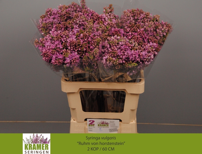 <h4>SYR V R V HORSTENST</h4>