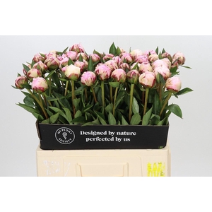 PAEONIA LACT. 'SARAH BERNHARDT'