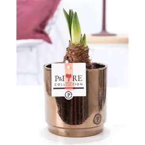 Hippeastrum red in P&PURE Juliette ceramics goldbronze