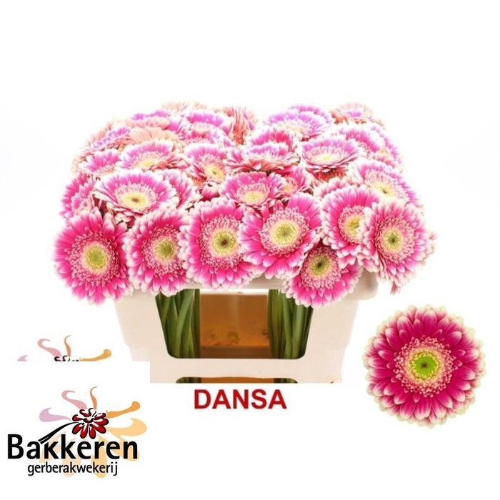 <h4>GE MI DANSA</h4>