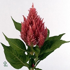 Celosia Pl. Royal Pink