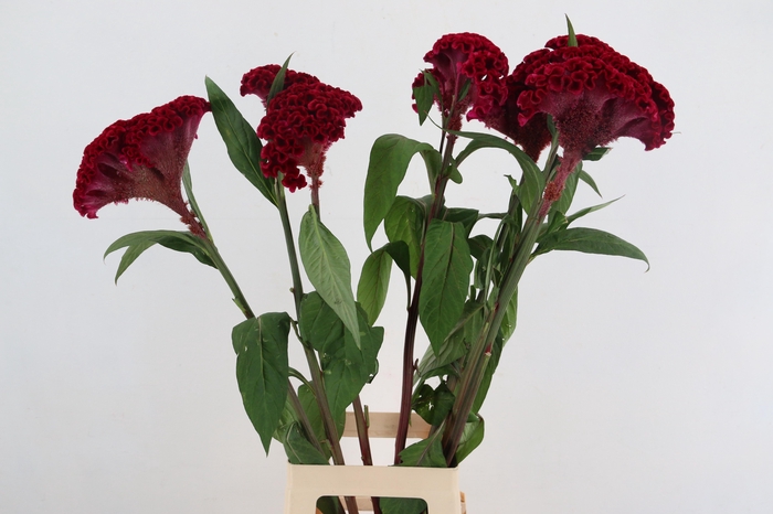 <h4>CEL MERLOT MAGIC</h4>