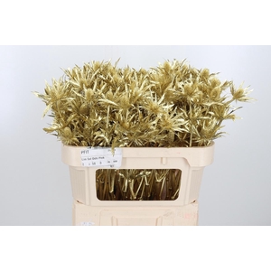 Eryn Orion Kl Bh Goud