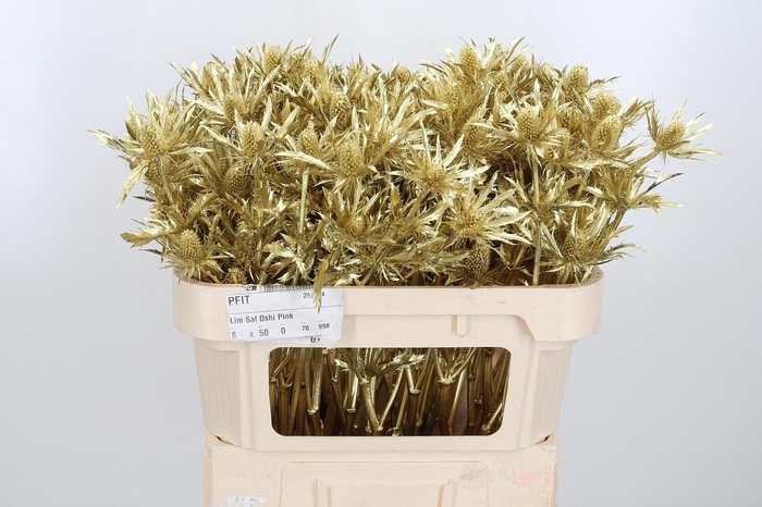 <h4>Eryn Orion Kl Bh Goud</h4>