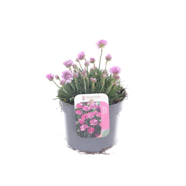 <h4>Armeria maritima Rosea</h4>