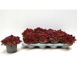 SEDUM OV
