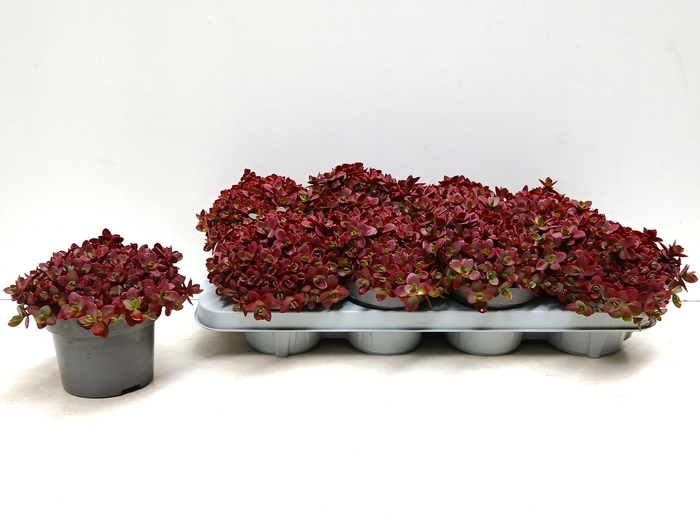 <h4>SEDUM OV</h4>