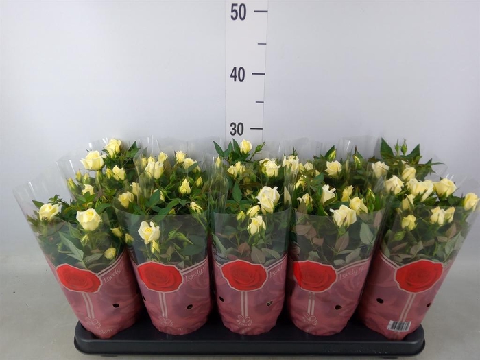 <h4>Rosa  'Tunesie Cream Star'</h4>