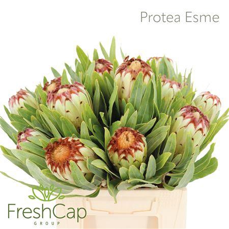 <h4>Protea Esme</h4>