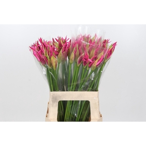 Nerine Ras van Roon