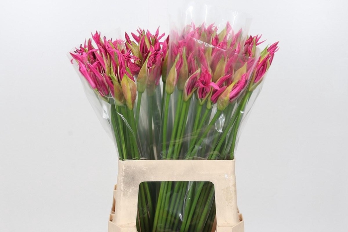 <h4>Nerine Ras van Roon</h4>