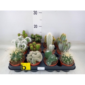 Cactus   ...mix