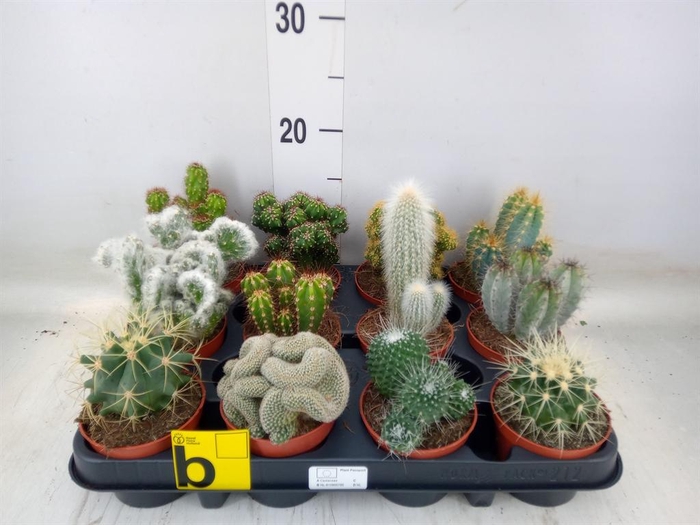<h4>Cactus   ...mix</h4>