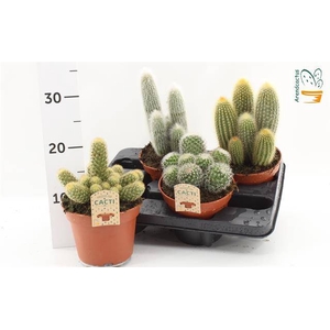 Cactus mix 15Ø 16cm