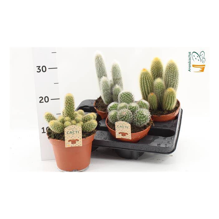 <h4>Cactus mix 15Ø 16cm</h4>