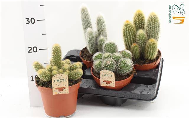 Cactus mix 15Ø 16cm