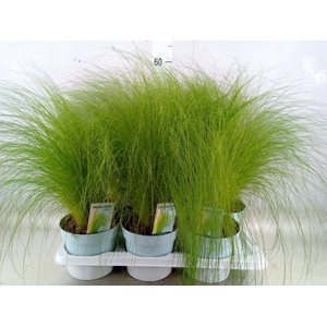 Stipa tenuissima 'ColGra Pony Tail'