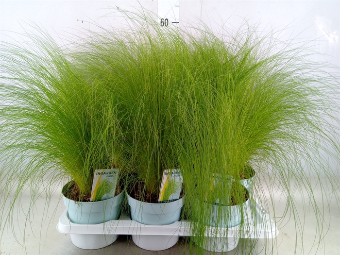 <h4>Stipa tenuissima 'ColGra Pony Tail'</h4>