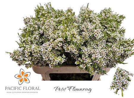 <h4>Chamelaucium Kiara 70cm 60gr</h4>