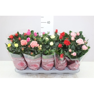 Rosa Beau Monde Gemengd