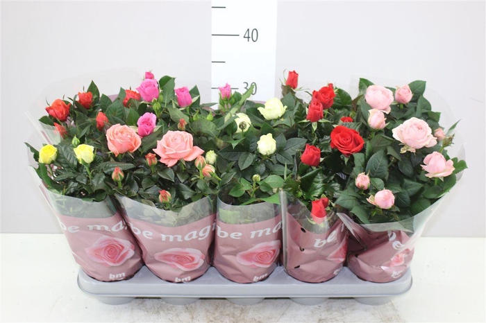 <h4>Rosa Beau Monde Gemengd</h4>