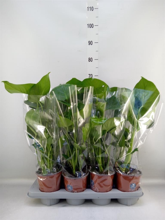 <h4>Monstera delic.</h4>