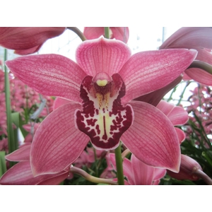 Cymbidium Pin Up 80 cm X2