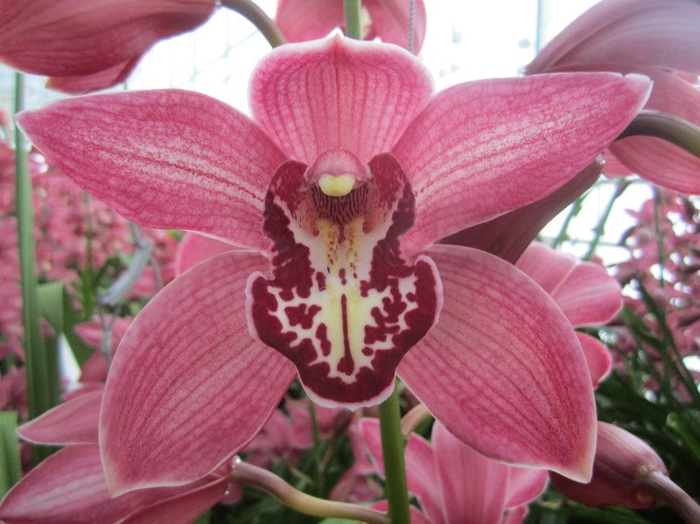 <h4>Cymbidium Pin Up 80 cm X2</h4>