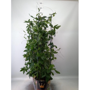 Passiflora caerul.