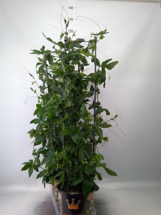 <h4>Passiflora caerul.</h4>