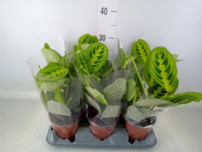 <h4>Maranta leuc.   ...</h4>