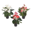 ANTHURIUM VARIADO P12