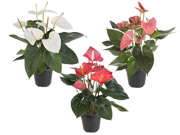 <h4>ANTHURIUM VARIADO P15</h4>