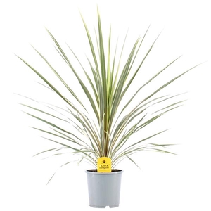Cordyline Australis Variegata - 21cm