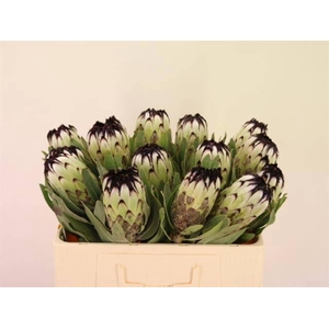 PROTEA MAG NIOBE