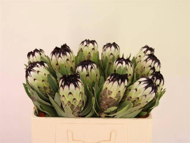 <h4>PROTEA MAG NIOBE</h4>