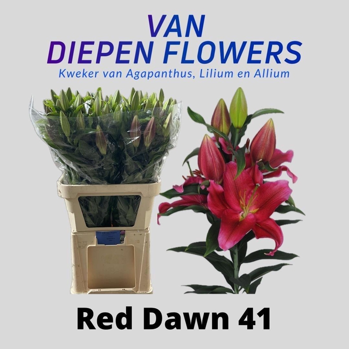 <h4>LI OR RED DAWN</h4>