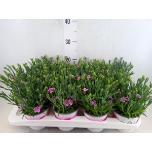 Dianthus  'Pink Kisses'