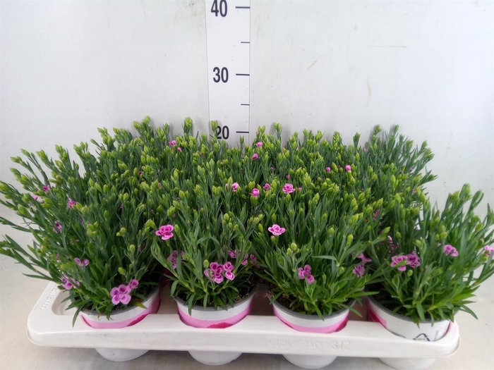 <h4>Dianthus  'Pink Kisses'</h4>