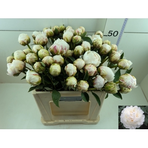 PAEO L BOWL OF CREAM