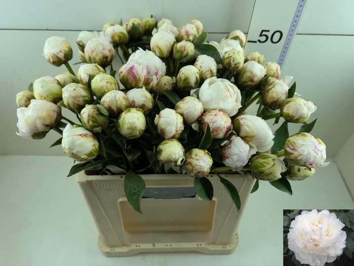 <h4>PAEO L BOWL OF CREAM</h4>