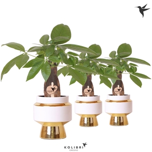 Kolibri Greens Pachira in Le Chic pot gold