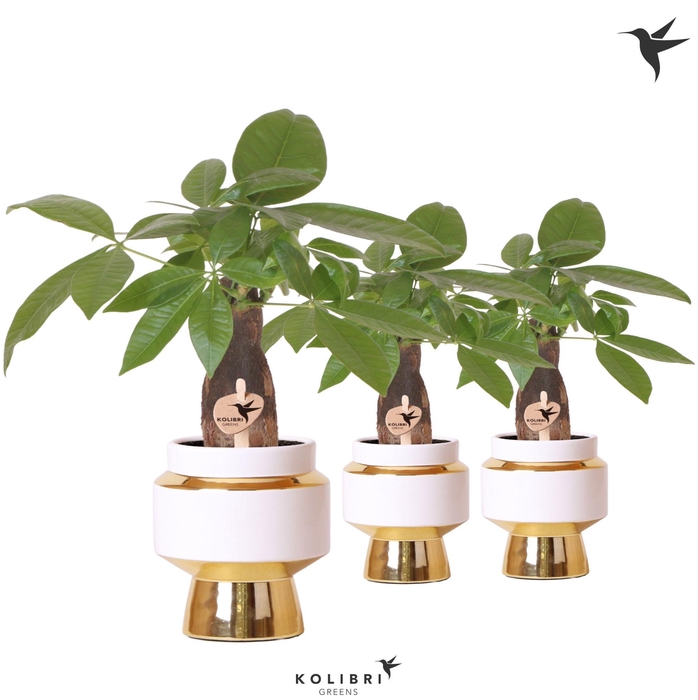 <h4>Kolibri Greens Pachira in Le Chic pot gold</h4>