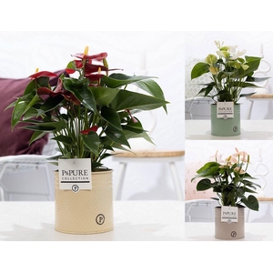 Anthurium mix in P&PURE zinc Louise 4;