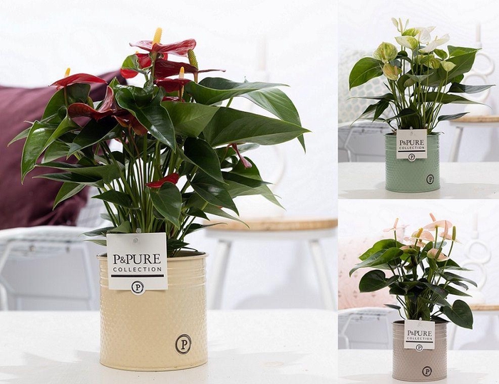 <h4>Anthurium mix in P&PURE zinc Louise 4;</h4>