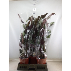 Calathea majestica 'Whitestar'