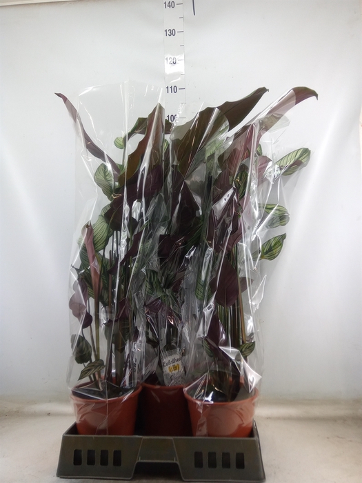 <h4>Calathea majestica 'Whitestar'</h4>