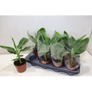 Musa Tropicana